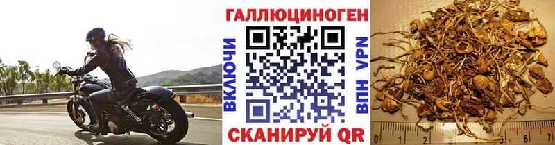 Галлюциногенные грибы Psilocybe  MEGA зеркало  Абакан 
